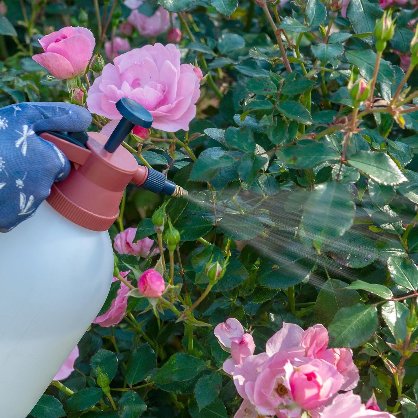 Rose Clear Ultra Sheild | Roses, Flowers & Shrubs | Highly Concentrated | 200ml