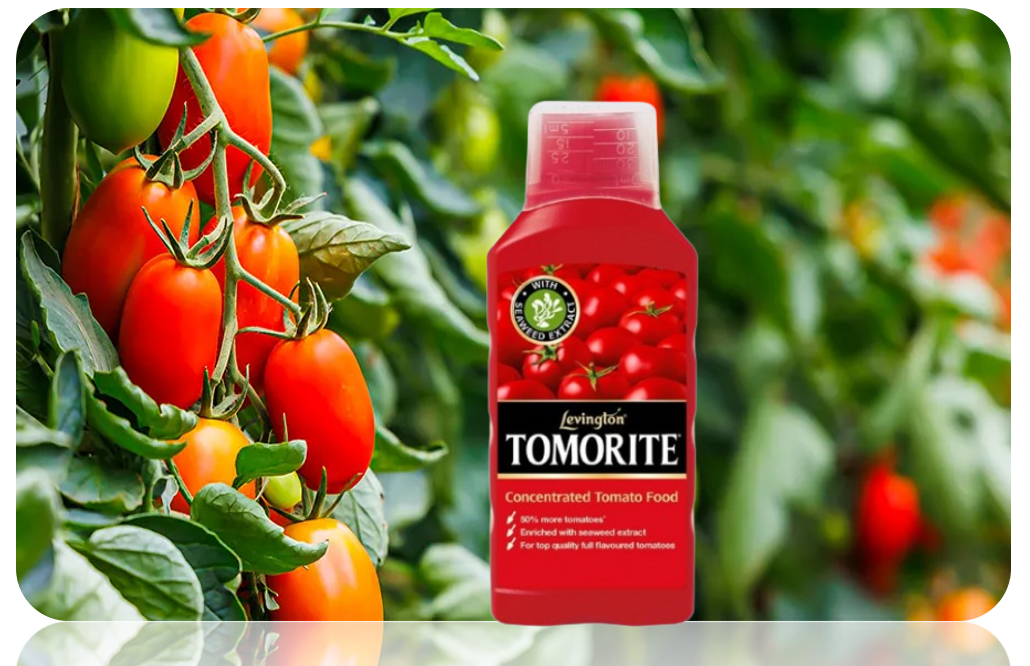 Levington Tomorite Concentrated Tomato Food 1 Litre + 20%