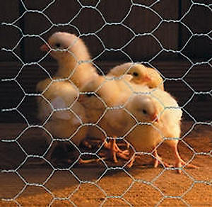 Pvc Coat Netting 1Mx10M 50Mm Mesh