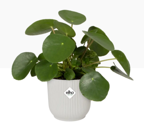 Elho Vibes Fold Display Pot 25cm SILKY WHITE