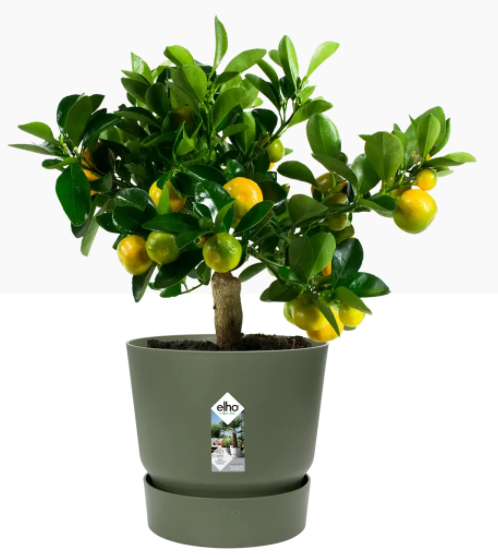 Elho Greenville Round Pot & Base LEAF GREEN 25cm - UK BUSINESS SUPPLIES