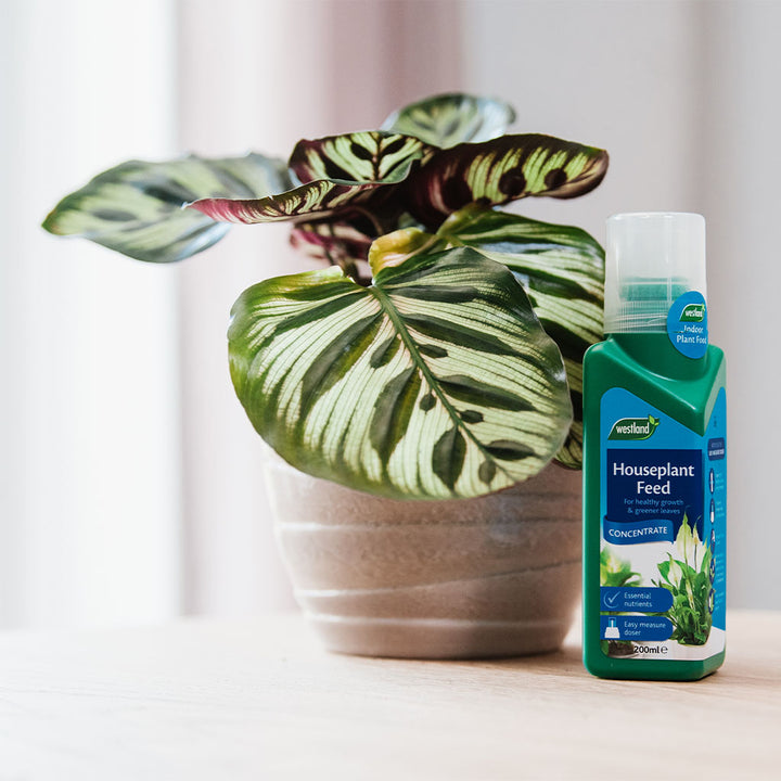 Westland Houseplant Feed Concentrate 200ml
