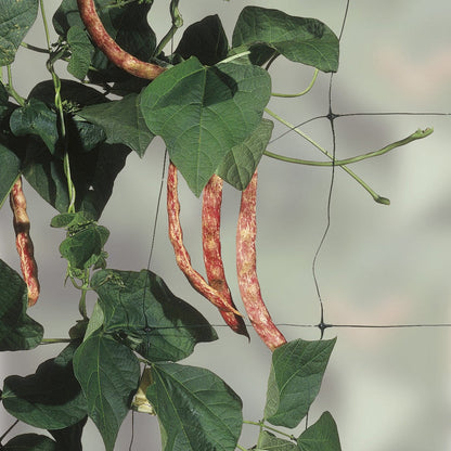 Apollo Pea And Bean Net With 153mm Mesh 10m x 2m
