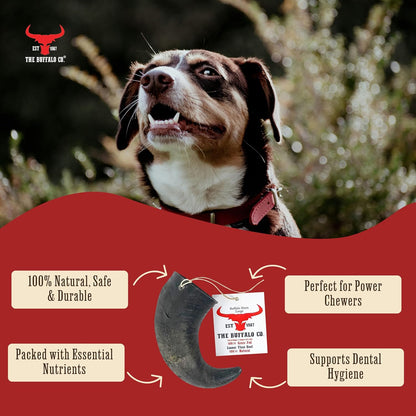 The Buffalo Co. Buffalo Horn for Dogs | Large (6-8 Inch) | 100% Natural Grass-Fed Dog Treats