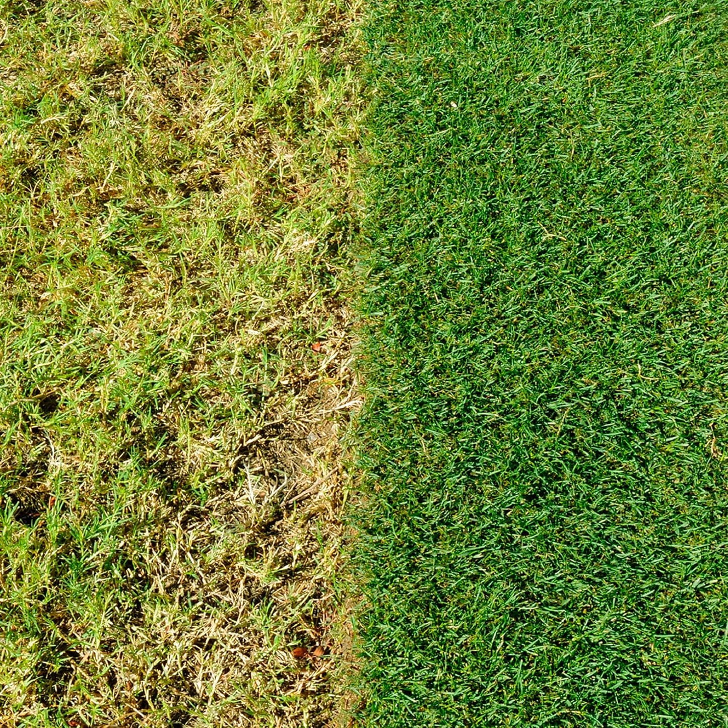 Miracle-Gro Evergreen Complete 4-In-1 Lawn Food - 200 M2