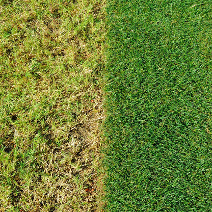 Miracle-Gro Healthy Lawn Food | Green in a Week | 80m2