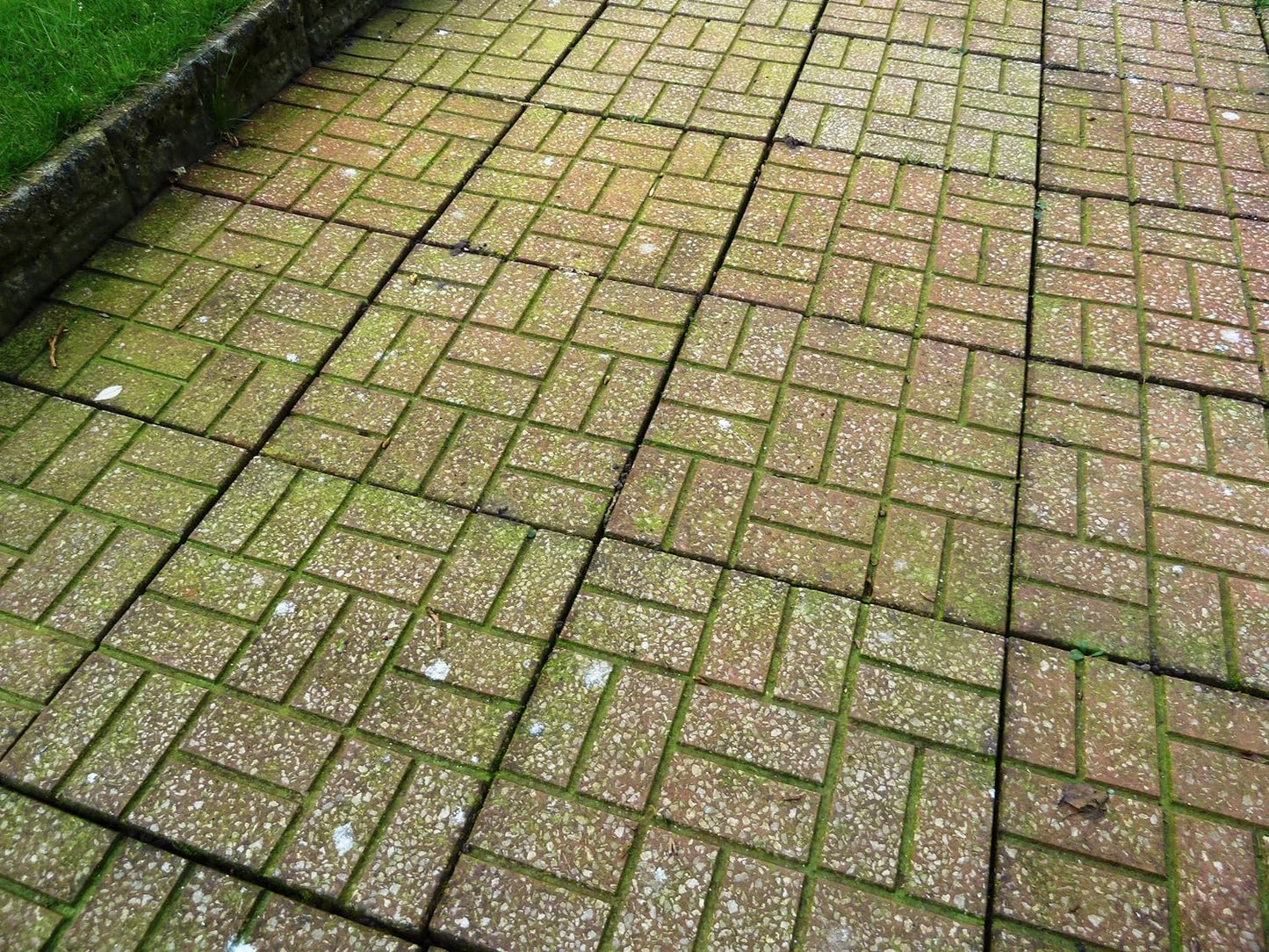 Algon Organic Path and Patio Cleaner Concentrate 2.5 Litre