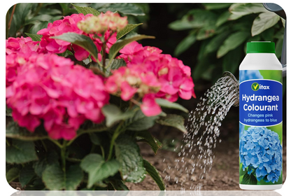 Vitax Hydrangea Colourant Changes Pink To Blue 250g