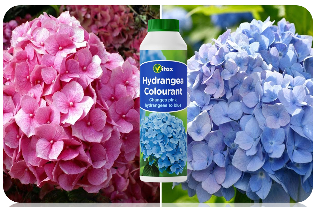 Vitax Hydrangea Colourant Changes Pink To Blue 500g