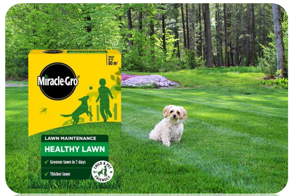 Miracle-Gro Healthy Lawn Food | Green in a Week | 80m2