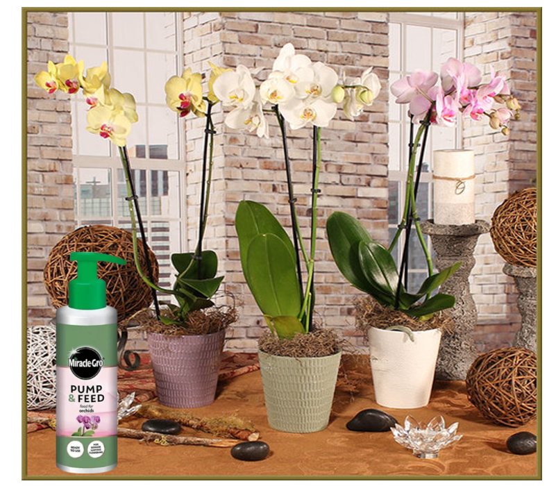 Miracle-Gro Pump & Feed ORCHID Liquid Plant Food 200ml