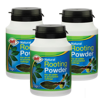 Doff Natural Rooting Powder 75g | 3 Pack Bundle