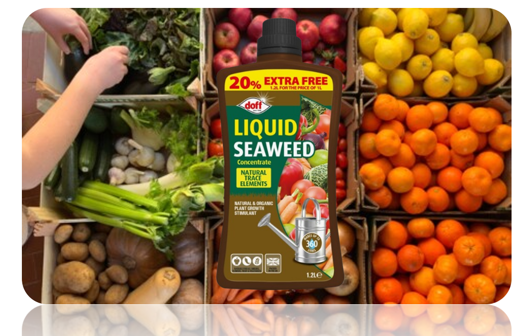 Doff Liquid Seaweed Concentrate 1.2L Extra Fill