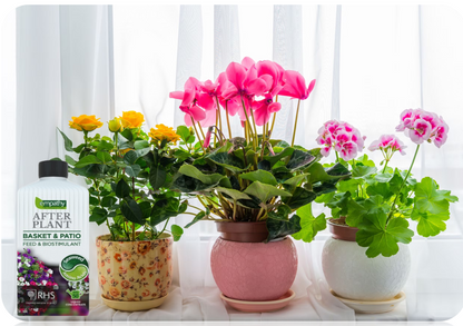 Empathy After Plant Basket and Patio Liquid Seaweed Feed 1 Litre Concentrate
