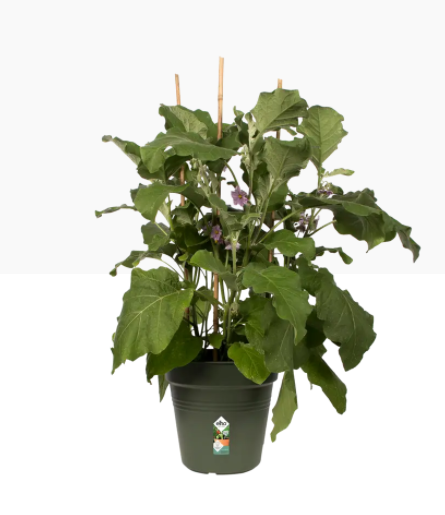 Elho Green Basics Grow Pot 13cm LIVING BLACK - UK BUSINESS SUPPLIES