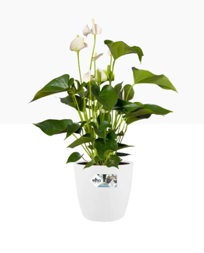 Elho Brussels Large Round Wheeled Pot 40cm WHITE