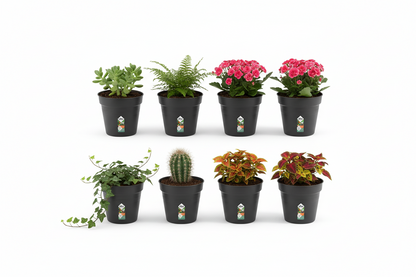 Elho Green Basics Grow Pot 13cm LIVING BLACK