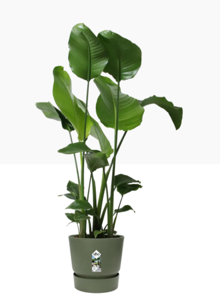 Elho Greenville Round Pot & Base LEAF GREEN 30cm