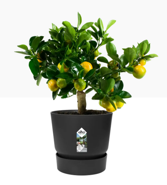 Elho Greenville Round Pot & Base LIVING BLACK 25cm