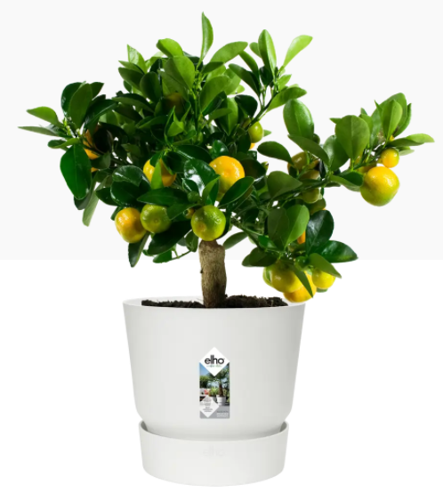 Elho Greenville Round Pot & Base WHITE 25cm