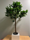 Fixtures Artificial Green Sweet Bay Tree 110cm