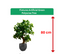 Fixtures Artificial Green Polyscias Tree 80cm