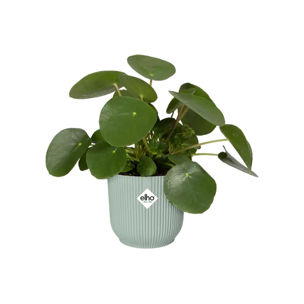 Elho Vibes Sorbet Green Fold Round Planter 14cm