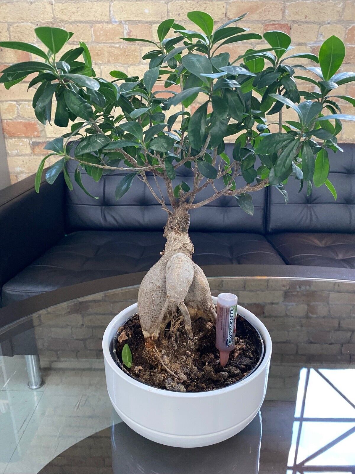 Fito Natural All Plants Automatic Drip Feeders Plant Food 3 x 5 Pack