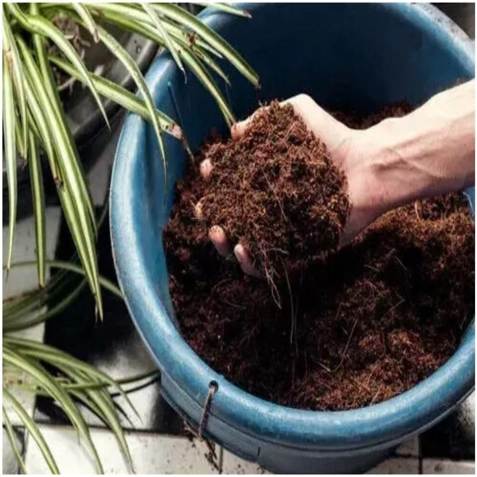 Miracle-Gro Peat-Free Premium Mediterranean & Citrus Plant Compost, 10L