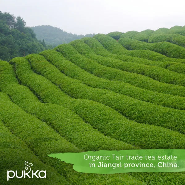 Pukka Tea Clean Matcha Green Envelopes 20's - ONE CLICK SUPPLIES
