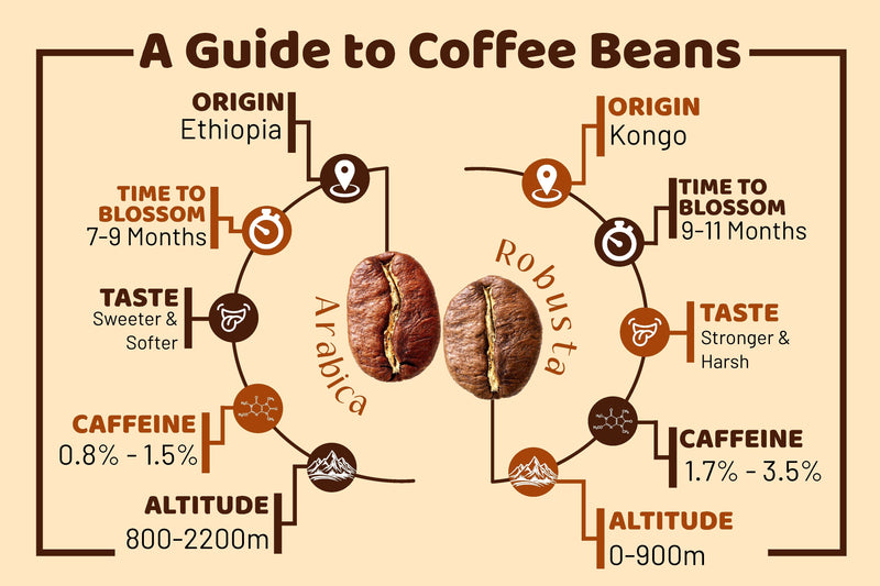 Belgravia High-Ground Blend 1kg Fairtrade/Organic & Rainforest Alliance Certified Coffee Beans, 100% Arabica