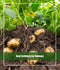 Vitax Organic Potato Fertiliser 1kg - ONE CLICK SUPPLIES