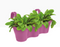 Elho Corsica Easy Hanger Trio Vivid Violet Planter {100% Recyclable} - ONE CLICK SUPPLIES