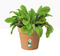 Elho Green Basics Grow Pot 13cm TERRACOTTA - ONE CLICK SUPPLIES