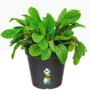 Elho Green Basics Grow Pot 13cm LIVING BLACK - ONE CLICK SUPPLIES