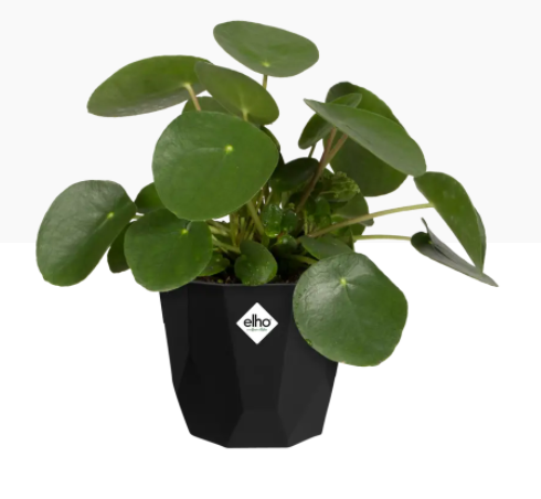Elho b.For Rock Contemporary Plant Pots 14cm LIVING BLACK - ONE CLICK SUPPLIES