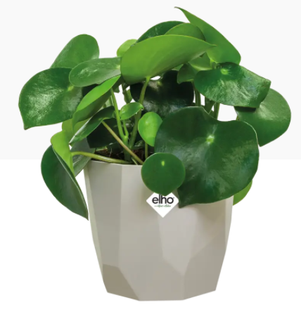 Elho b.For Rock Contemporary Plant Pots 14cm WARM GREY - ONE CLICK SUPPLIES