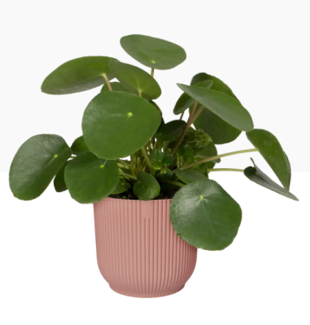 Elho Vibes Fold Display Pot 14cm DELICATE PINK - ONE CLICK SUPPLIES