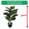 Fixtures Artificial Green Ficus Iyrata Tree 50cm - ONE CLICK SUPPLIES