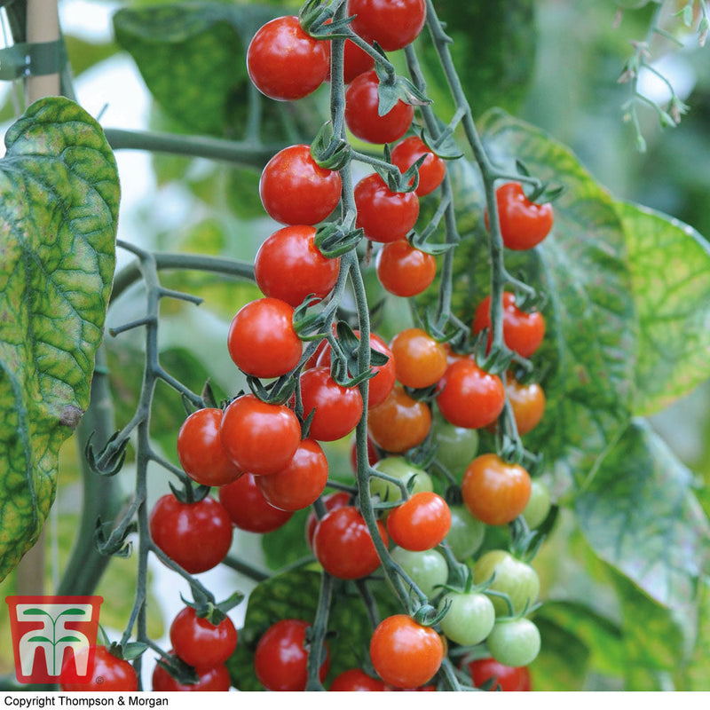 Hygeia Power Grow Concentrated Tomato Food 1 L